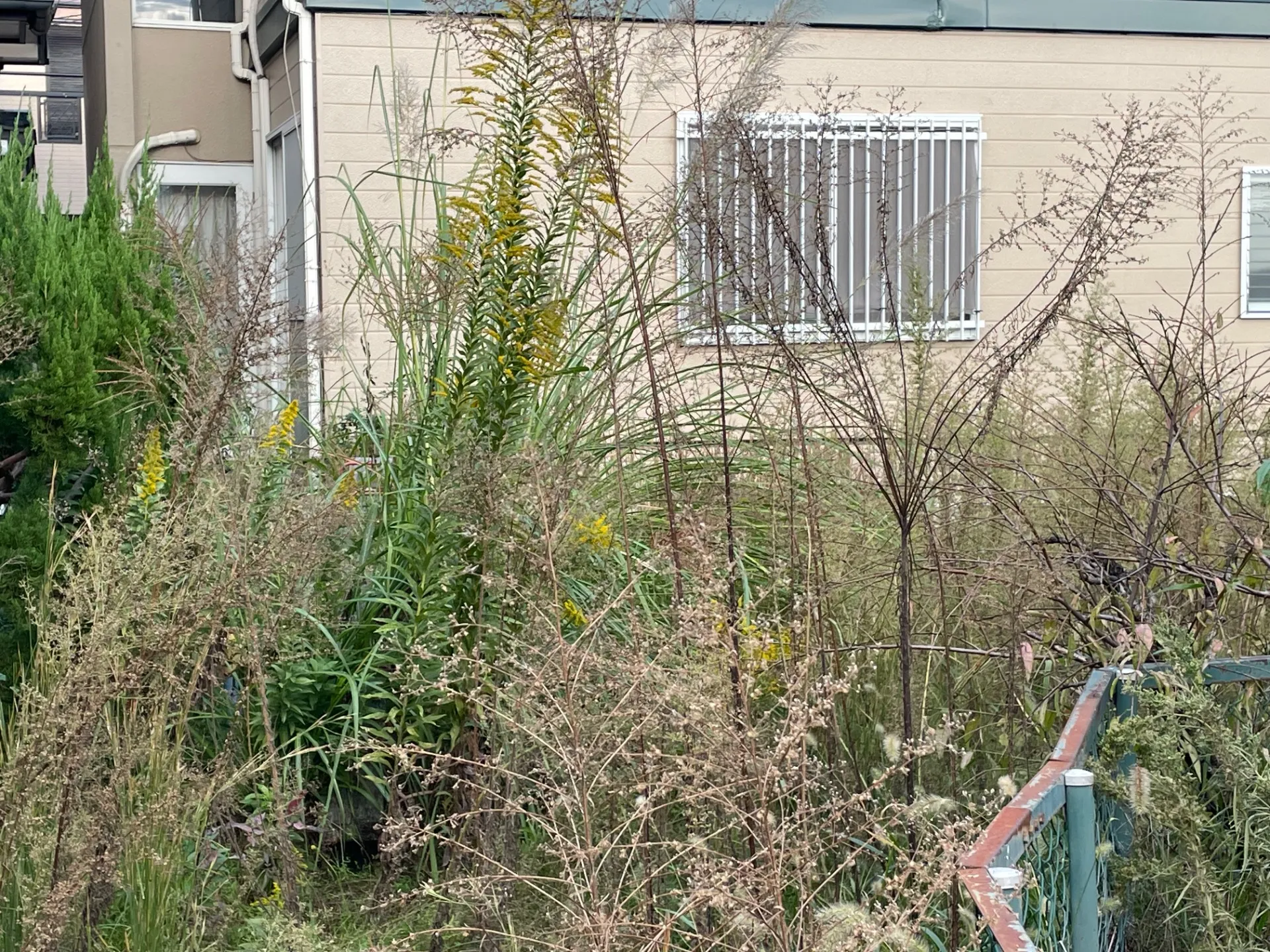 公園の草刈り・伐採作業