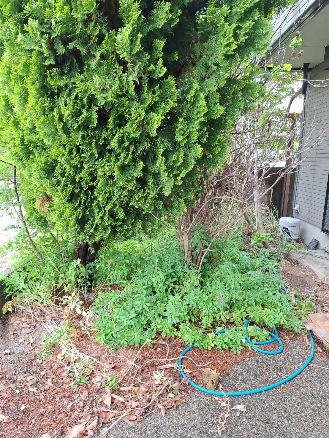 二日目の伐採と草引きで終了