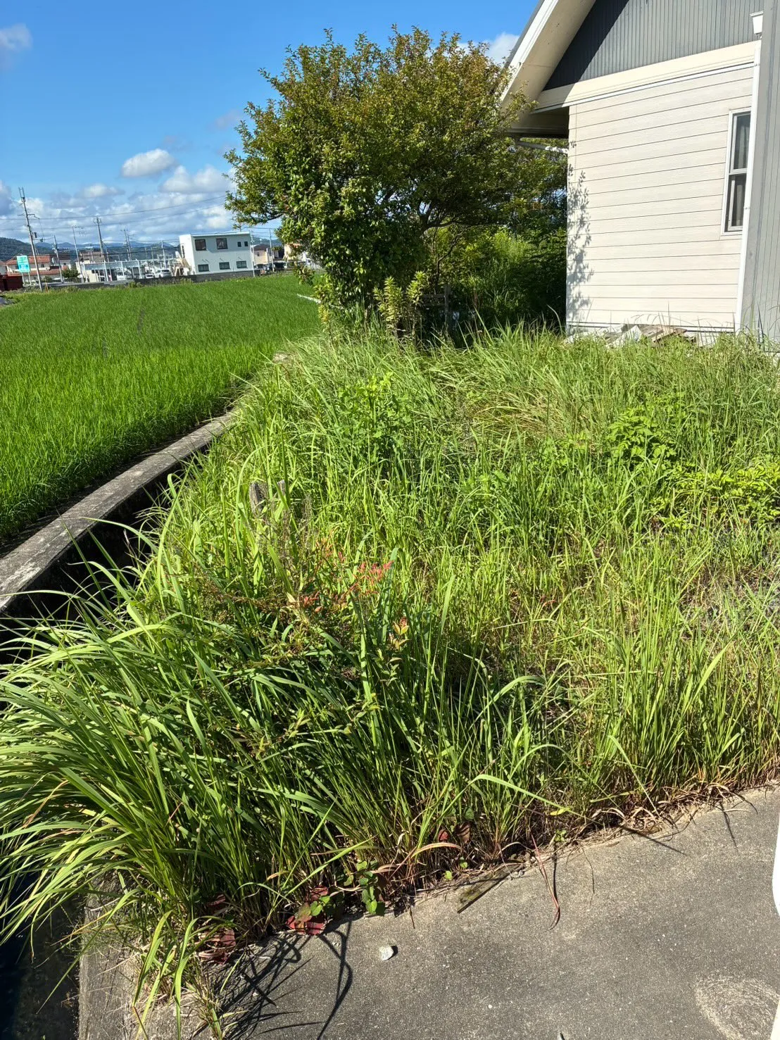 先日は市内のお宅にて、草刈り・草木の処分作業を行いました🌿
